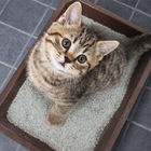 Kedi Kumu İçin Endüstriyel Guar Sakızı, Bentonit / Silika Jel İçin Topaklanma Gücünü Artırır